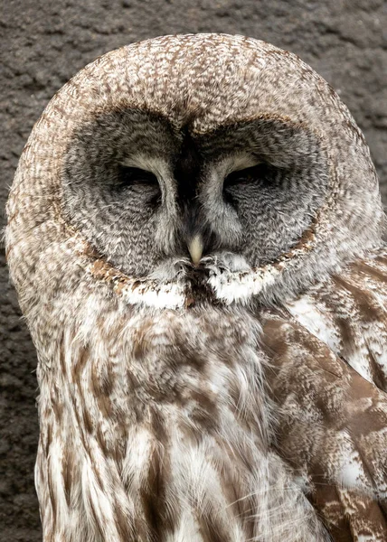Great Grey Owl Γνωστό Και Strix Nebulosa Είναι Ένα Υπέροχο — Φωτογραφία Αρχείου