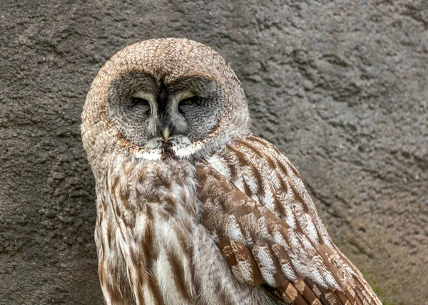 Great Grey Owl Γνωστό Και Strix Nebulosa Είναι Ένα Υπέροχο — Φωτογραφία Αρχείου