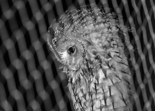 Tawny Owl Scientifically Known Strix Aluco Captivating Bird Found Europe — Stock Photo, Image