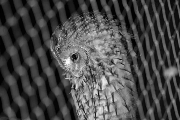 Tawny Owl Scientifically Known Strix Aluco Captivating Bird Found Europe — Stock Photo, Image