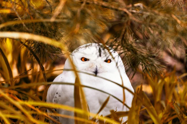 在科学上被称为Bubo Scandiacus 是一种原产于北极地区的华丽的捕食鸟类 这只猫头鹰有着醒目的白色羽毛和锐利的黄色眼睛 非常适合在雪景中生活 抓住她的贞操 — 图库照片