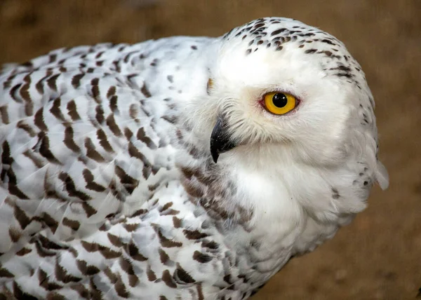 Snowy Owl Scientifically Known Bubo Scandiacus Magnificent Bird Prey Native — Stock Photo, Image