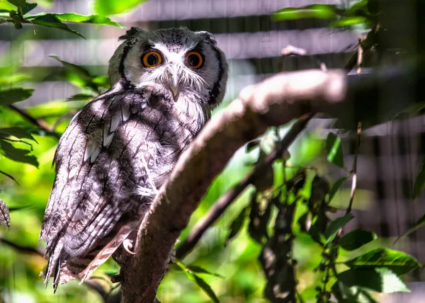 Southern White Faced Scoops Owl Επιστημονικά Γνωστό Ptilopsis Granti Είναι — Φωτογραφία Αρχείου