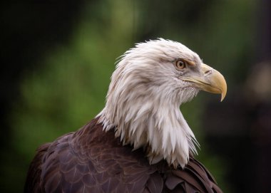 Haliaeetus leucocephalus olarak bilinen Amerikan Kel Kartalı, Kuzey Amerika 'da bulunan ikonik bir yırtıcı kuş türüdür. Ayırt edici beyaz kafası ve etkileyici kanat açıklığıyla bu görkemli kartal gücü, özgürlüğü ve güzelliği temsil ediyor. 