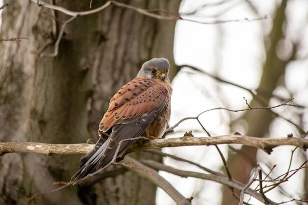 Kestrel Scientifically Known Falco Tinnunculus Captivating Small Falcon Found Europe — Stock Photo, Image