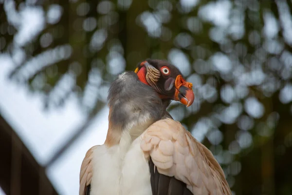 King Vulture Scientifically Known Sarcoramphus Papa Striking Scavenger Bird Found — Stock Photo, Image