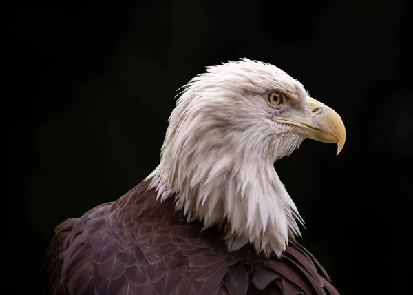 美国秃鹰 American Bald Eagle 在科学上被称为Haliaeetus Leucohead 是一种在北美发现的标志性的捕食鸟类 这只雄鹰有着独特的白头和令人印象深刻的翼展 代表着力量 自由和美 图库照片