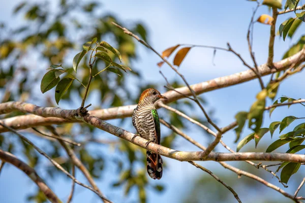 Asian Emerald Cuckoo Pequeno Pássaro Nativo Sudeste Asiático Conhecida Por — Fotografia de Stock