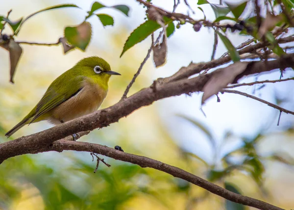 夜莺白眼 Warbling White Eye 是一种原产于东亚的小型帕萨里鸟 它的特点是橄榄绿的羽毛 白色的眼圈和悠扬的曲调 这种令人愉快的物种可以在林地 花园和公园中找到 — 图库照片