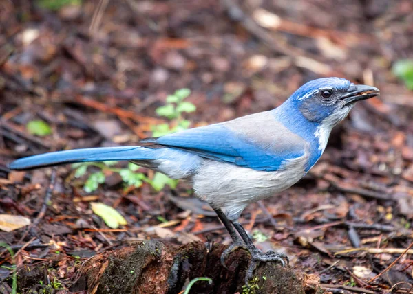 西部丛林杰伊原产于北美西部 是一种引人注目的蓝鸟 头顶上有尖顶 它以其智慧和职业而闻名 栖息在森林 林地和郊区 给周围环境增添了活力 — 图库照片