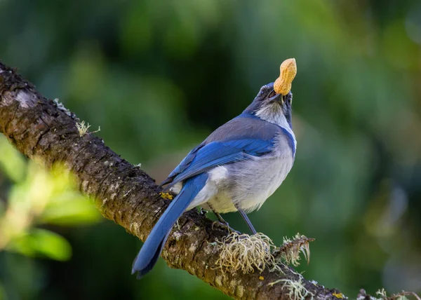 Western Scrub Jay Nativo Del Oeste Norteamérica Llamativo Pájaro Azul — Foto de Stock