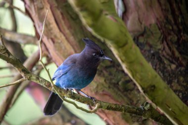 Steller 'in Jay' i, Kuzey Amerika 'nın batısında yaşayan, koyu mavi tüyleri ve belirgin siyah armasıyla tanınan çarpıcı bir kuş türüdür. Bu fotoğraf, bir dala tünemiş bir Steller 's Jay' in güzelliğini yansıtıyor..