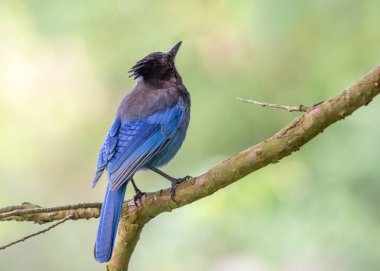 Steller 'in Jay' i, Kuzey Amerika 'nın batısında yaşayan, koyu mavi tüyleri ve belirgin siyah armasıyla tanınan çarpıcı bir kuş türüdür. Bu fotoğraf, bir dala tünemiş bir Steller 's Jay' in güzelliğini yansıtıyor..