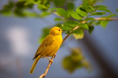  Saffron Finch, bilinen adıyla Sicalis flaveola, Güney Amerika 'da yaşayan canlı ve neşeli bir kuştur. Çarpıcı sarı tüyleri ve kara lekeleriyle doğal yaşam alanına bir renk patlaması ekler..