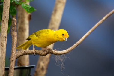  Saffron Finch, bilinen adıyla Sicalis flaveola, Güney Amerika 'da yaşayan canlı ve neşeli bir kuştur. Çarpıcı sarı tüyleri ve kara lekeleriyle doğal yaşam alanına bir renk patlaması ekler..