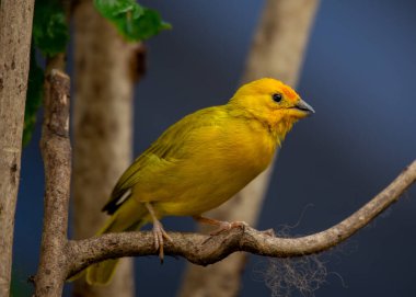  Saffron Finch, bilinen adıyla Sicalis flaveola, Güney Amerika 'da yaşayan canlı ve neşeli bir kuştur. Çarpıcı sarı tüyleri ve kara lekeleriyle doğal yaşam alanına bir renk patlaması ekler..