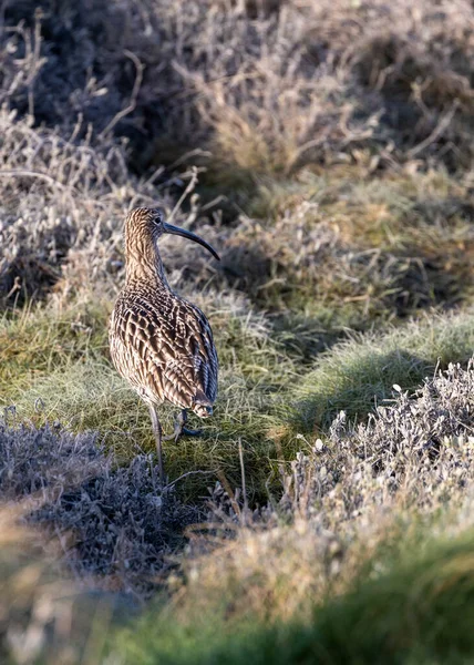 Meet Eurasian Curlew Magnificent Wader Spotted Bull Island Dublin Its — Stock Photo, Image