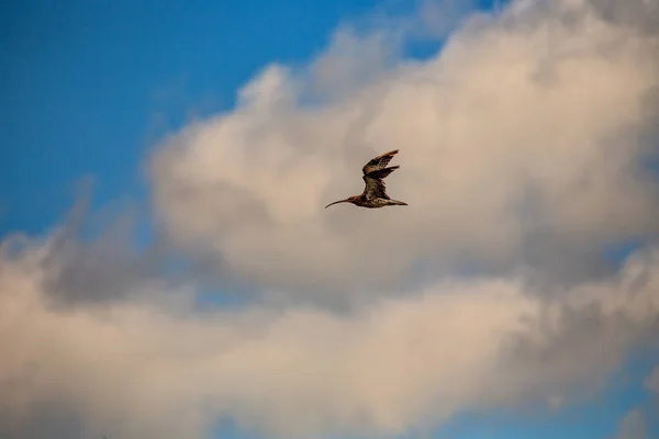 Ontmoet Euraziatische Curlew Een Prachtige Steltloper Gespot Bij Bull Island — Stockfoto