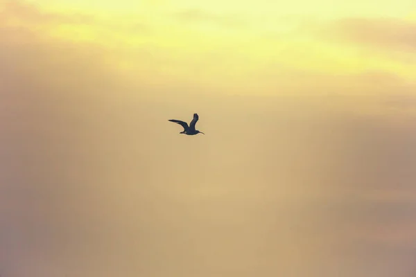 Lernen Sie Den Großen Brachvogel Kennen Einen Prächtigen Watvogel Der — Stockfoto