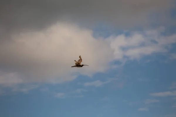 Conoce Eurasian Curlew Magnífico Wader Avistado Frente Bull Island Dublín — Foto de Stock