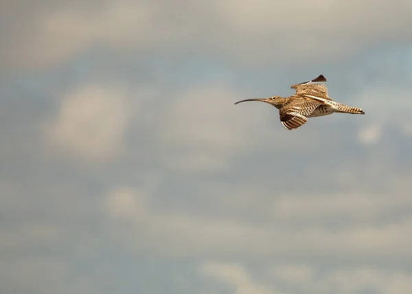 Conoce Eurasian Curlew Magnífico Wader Avistado Frente Bull Island Dublín — Foto de Stock