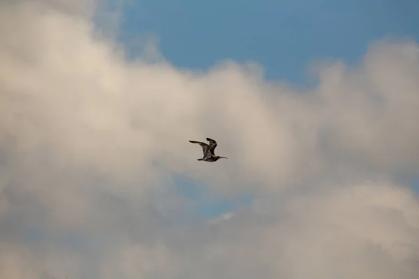 Conoce Eurasian Curlew Magnífico Wader Avistado Frente Bull Island Dublín —  Fotos de Stock