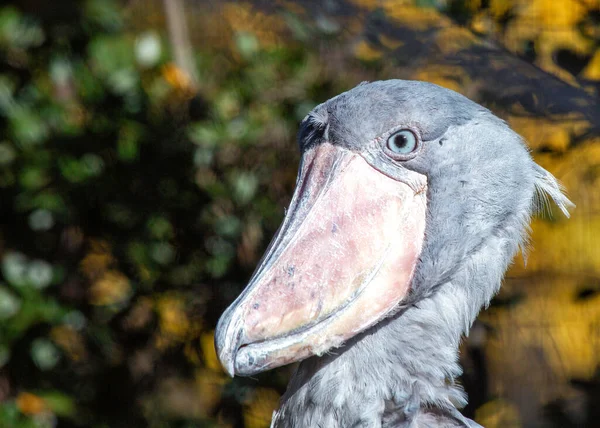 Discover Shoebill Stork Balaeniceps Rex Magnificent Bird African Wetlands Renowned — Stock Photo, Image