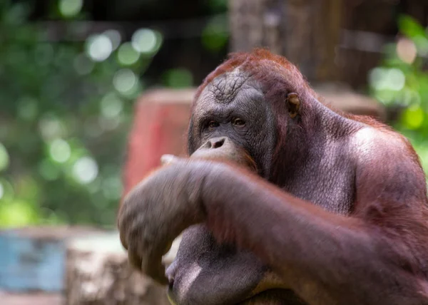 遇见Orangutan Pongo Pygmaeus 一种迷人的灵长类动物 原产于东南亚茂密的热带雨林 — 图库照片
