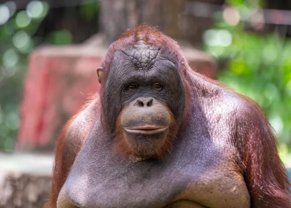 Conoce Orangután Pongo Pygmaeus Cautivador Primate Nativo Las Exuberantes Selvas —  Fotos de Stock
