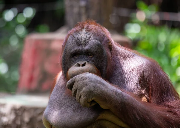 Conoce Orangután Pongo Pygmaeus Cautivador Primate Nativo Las Exuberantes Selvas —  Fotos de Stock