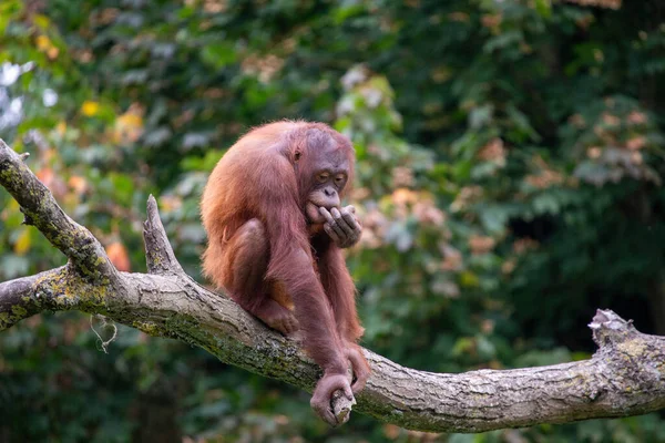 Зустрічайте Орангутанга Понго Пігмея Захоплюючого Примату Корінного Жителя Пишних Тропічних — стокове фото