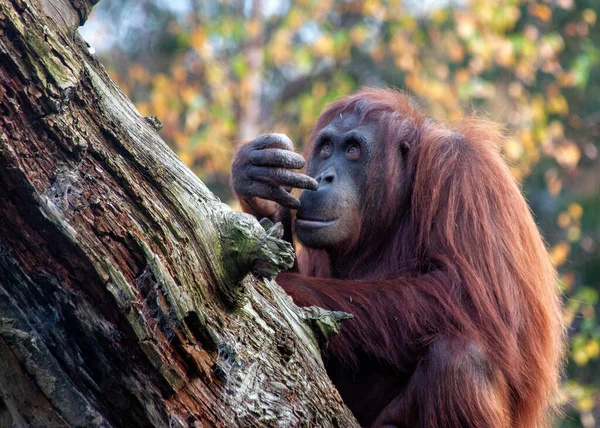 동남아시아의 무성한 열대우림에 매혹적인 영장류인 오랑우탄 피그마에우스 만나보세요 — 스톡 사진