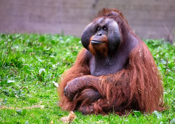 Incontra Orangutan Pongo Pygmaeus Primate Accattivante Originario Delle Lussureggianti Foreste — Foto Stock