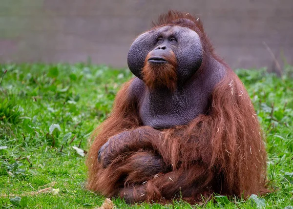 Seznamte Orangutan Pongo Pygmaeus Podmanivý Primát Původem Bujných Deštných Pralesů — Stock fotografie