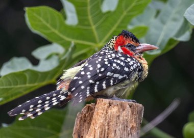 Kızıl ve Sarı Barbet, Trachyphonus erythrocephalus, Afrika 'nın Sahra altı bölgelerinde yaşayan çarpıcı bir kuştur. Canlı renkleri ve belirgin çağrısı onu kuş gözlemcileri ve fotoğrafçılar için keyifli bir konu yapıyor..