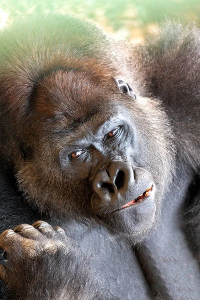 Rencontrez Majestueux Gorille Des Basses Terres Occidentales Gorille Gorille Gorille — Photo