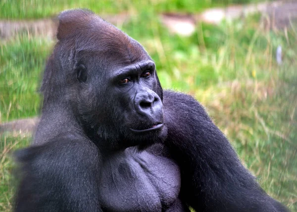 Conoce Majestuoso Gorila Las Tierras Bajas Occidentales Gorila Gorila Gorila — Foto de Stock