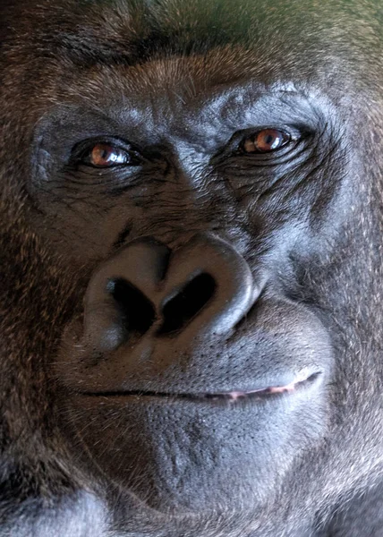중앙아프리카와 서아프리카의 조밀한 열대우림에 Lowland Gorilla Gorilla 고릴라 고릴라를 만나십시오 — 스톡 사진