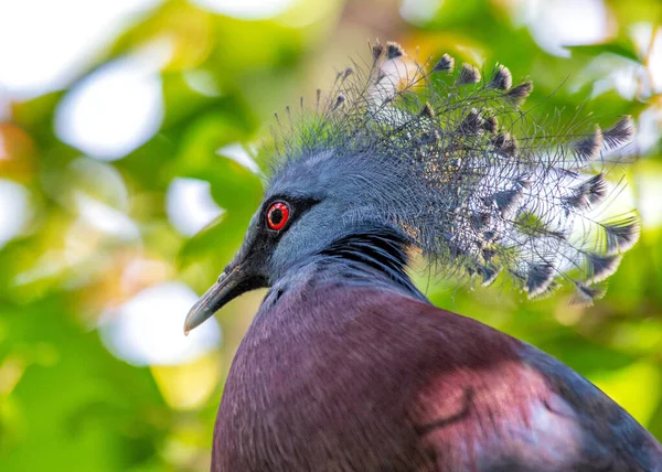Skåda Den Majestätiska Victoria Crowned Pigeon Goura Victoria Född Täta — Stockfoto