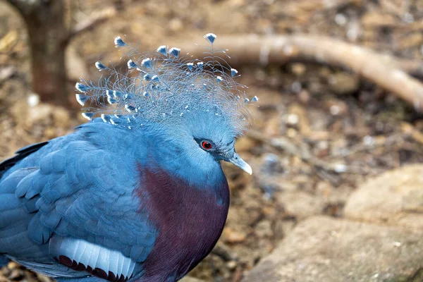 stock image Behold the majestic Victoria Crowned Pigeon, Goura victoria, native to the dense rainforests of Papua New Guinea. Its regal appearance and vibrant blue plumage make it a true avian gem.