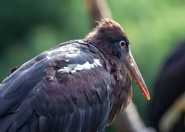 Abdim Stork Ciconia Abdimii Flyttfågel Som Finns Afrikas Gräsmarker Och — Stockfoto