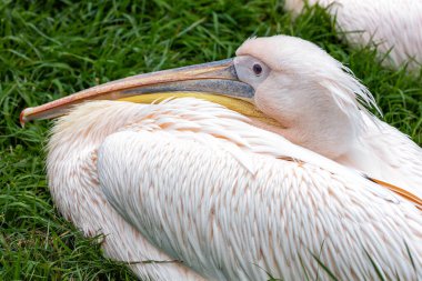 Huzurlu bir Büyük Beyaz Pelikan (Pelecanus onocrotalus) yemyeşil çimenlerin üzerinde huzur içinde dinlenir. Bu muhteşem kuş, etkileyici büyüklüğü ve görkemli varlığıyla bilinen Afrika, Avrupa ve Asya 'ya özgüdür..