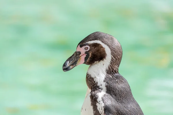 Пингвин Гумбольдта Spfescus Humboldti Восхитительная Прибрежная Птица Родом Берегов Перу — стоковое фото