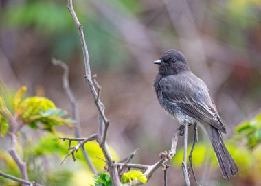 Zarif siyah fobi, Sayornis nigricans, Kuzey ve Orta Amerika 'ya özgü. Pürüzsüz tüyler ve havadaki böcek yakalama hünerleriyle karakterize edilmiştir..