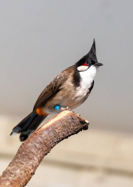 Canlı kırmızı bıyıklı bulbul, Güney Asya 'ya özgü. Ayırt edici kırmızı işaretleri ve melodik sesleri onu bahçelerde ve ormanlarda hoş bir manzara yapıyor..