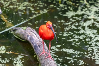 Güney Amerika 'nın bataklıklarında bulunan canlı Kızıl Ibis parlak kırmızı tüyleriyle güzellik ve zarafetin bir sembolüdür..