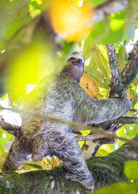 Kosta Rika 'nın yemyeşil yağmur ormanlarındaki sevimli kahverengi boğazlı üç parmaklı tembel hayvanı keşfedin. Yavaş tempolu cazibesi herkesi cezbediyor.
