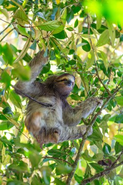 Kosta Rika 'nın yemyeşil yağmur ormanlarındaki sevimli kahverengi boğazlı üç parmaklı tembel hayvanı keşfedin. Yavaş tempolu cazibesi herkesi cezbediyor.