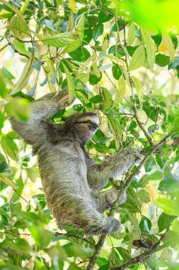 Kosta Rika 'nın yemyeşil yağmur ormanlarındaki sevimli kahverengi boğazlı üç parmaklı tembel hayvanı keşfedin. Yavaş tempolu cazibesi herkesi cezbediyor.