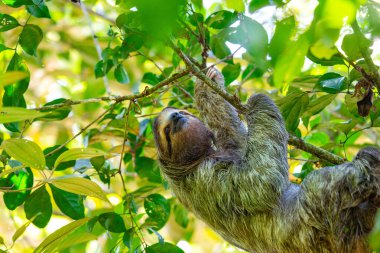 Kosta Rika 'nın yemyeşil yağmur ormanlarındaki sevimli kahverengi boğazlı üç parmaklı tembel hayvanı keşfedin. Yavaş tempolu cazibesi herkesi cezbediyor.